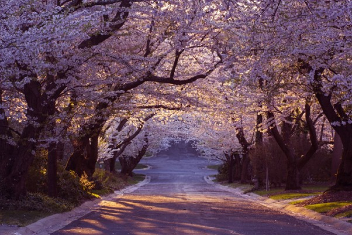 Gentle Beginnings: Why Spring is the Perfect Time to Start Counselling